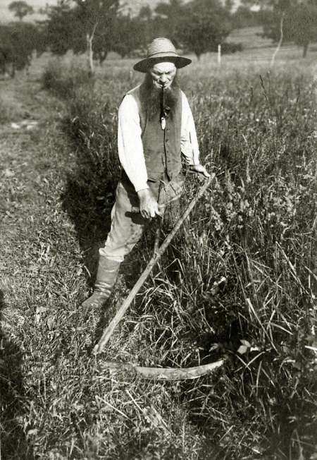 Franz Müller aus Weschnitz beim Mähen, 1907