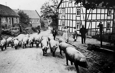 Der Schweinehirte zu Rengershausen beim Austrieb, nach 1935