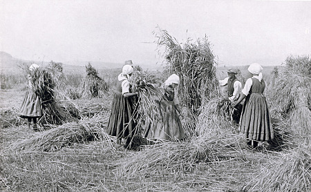 Getreideernte in Mardorf, 1936