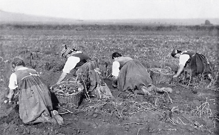 Frauen in Mardorf bei der Kartoffelernte, 1936