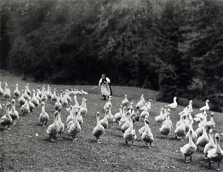 Mädchen in Mardorf beim Gänsehüten, 1936