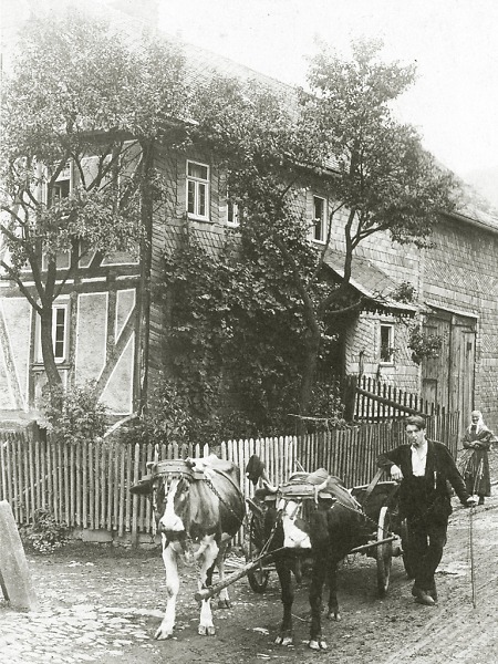 Mann in Uckersdorf mit Kuhgespann vor seinem Haus, um 1930