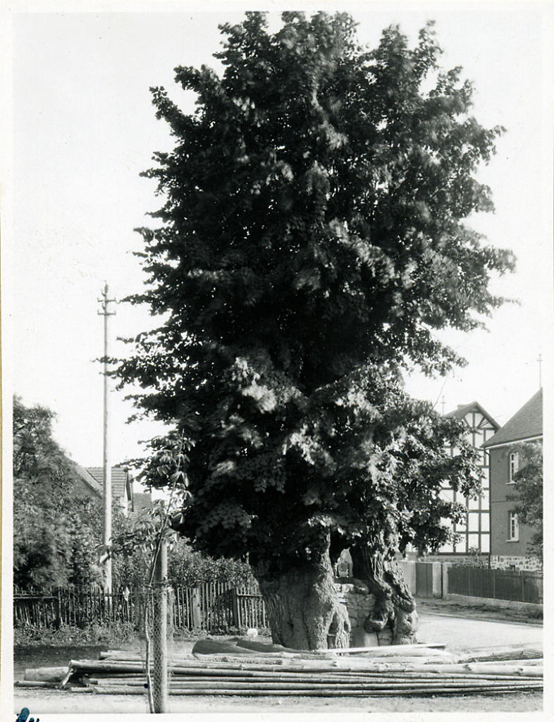 Die Drillingslinde in Fronhausen, vor 1937