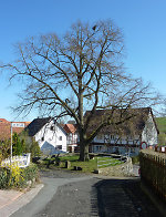 Der Gerichtsplatz in Königswald, 2010 Vorschaubild