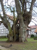 Die Gerichtslinde in Aua, 2010 Vorschaubild