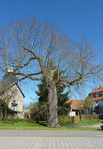 Die Linde in Niederellenbach, 2010 Vorschaubild