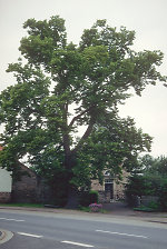 Die Linde in Niederellenbach, 1996 Vorschaubild