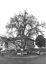 Linde in Niedergude, 1994 Vorschaubild