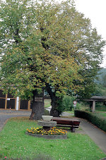 Lindenplatz an der Wehre in Oetmannshausen, 2000 Vorschaubild