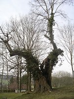Die Linde vor der Kirchenruine in Abterode Vorschaubild