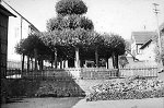 Die Stufenlinde in Hilgershausen, 1940 Vorschaubild