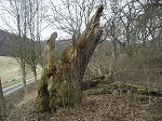Vorschaubild