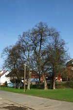 Der Tanzplatz am Ederufer in Niedermöllrich, 2010 Vorschaubild