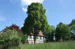 Die Linde auf dem Kirchhof in Schönau, 2010 Vorschaubild