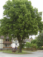 Der Gerichtsplatz in Wolfershausen, 2010 Vorschaubild