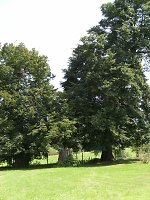 Der Lindenplatz beim Baumbachschen Gut in Binsförth Vorschaubild