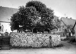 Die geleitete Linde bei der Kirche in Grüningen, um 1940 Vorschaubild