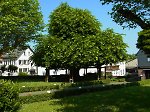 Die geleitete Linde bei der Kirche in Grüningen Vorschaubild