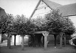 Die geleitete Linde bei der Schule in Grüningen, um 1940 Vorschaubild