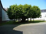 Die geleitete Linde bei der Schule in Grüningen, 2014 Vorschaubild