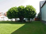 Die geleitete Linde bei der Schule in Grüningen, 2014 Vorschaubild