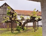 Die geleitete Linde bei der Schule in Grüningen, 2004 Vorschaubild