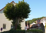 Die Linde in Nieder-Beerbach im August 2011 Vorschaubild